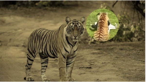 VIDEO: Así fue el desgarrador último pedido del hombre antes de ser asesinado por un tigre frente a familias